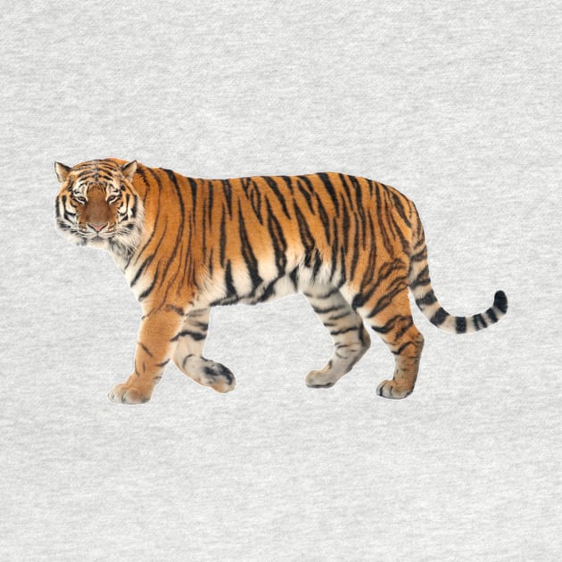 Siberian Tiger by Endangered Animals